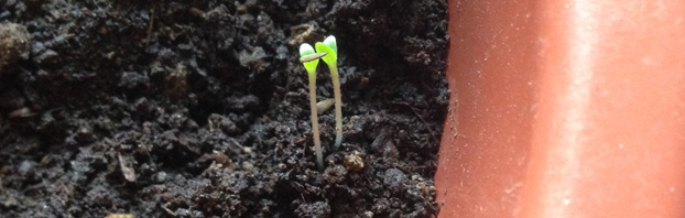 First_Lettuce_Seedlings_Debbie_Cooke_Creative_Garden_Design_Blog_Never_2_Young