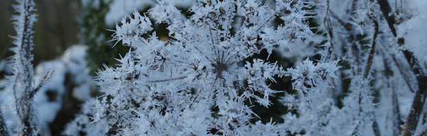 Debbie_Cooke_Creative_Garden_Design_Seedhead_Wildlife_in_the_Winter_Garden