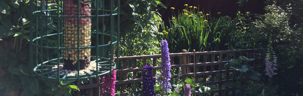 Debbie_Cooke_Creative_Garden_Design_Bird_Feeder_Wildlife_in_the_Winter_Garden