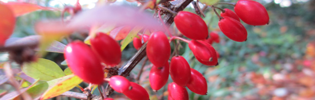 Debbie_Cooke_Creative_Garden_Design_Blog_Berberis_Berries_Wildlife_in_the_Winter_Garden