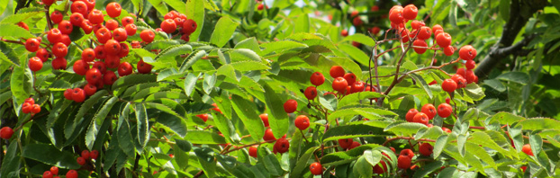 Debbie_Cooke_Creative_Garden_Design_Blog_Rowan_Berries_Wildlife_in_the_Winter_Garden