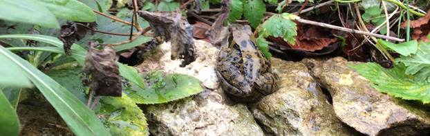 Debbie_Cooke_Creative_Garden_Design_Frog_Wildlife_in_the_Winter_Garden