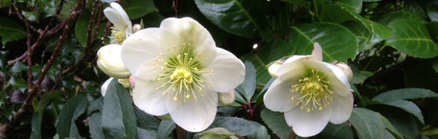 Debbie_Cooke_Creative_Garden_Design_Hellebore_Wildlife_in_the_Winter_Garden