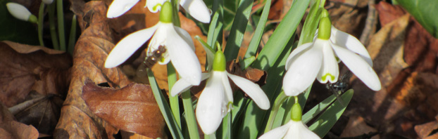 Debbie_Cooke_Creative_Garden_Design_Snowdrop_Wildlife_in_the_Winter_Garden