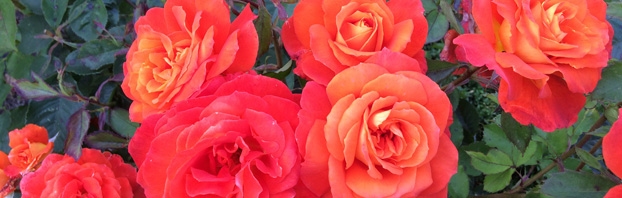Romance_and_Roses_Debbie_cooke_Creative_Garden_Design