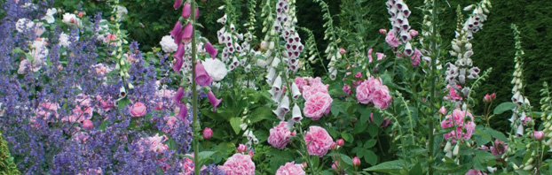 Romance_and_Roses_Gurtrude_Jekyll_Amopngst_the_Flower_David_Austin_Rose