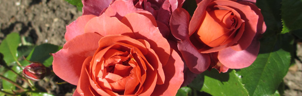 Romance_and_Roses_Rosa_Hot_Chocolate_Debbie_Cooke_Creative_Garden_Design