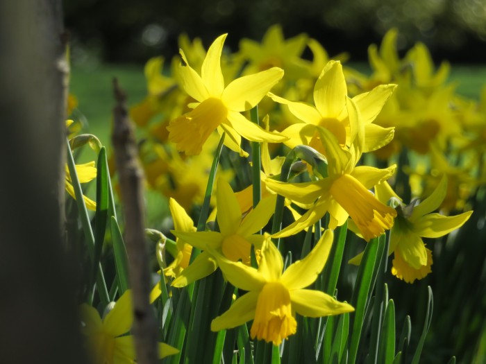 Daffodils_and_Diggers_www.creativegardendesign.co.uk (2)