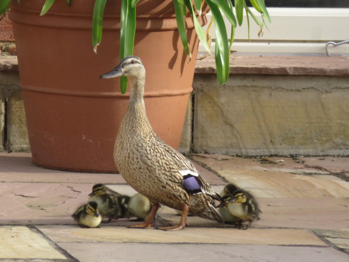 Ducks_in_a_Row_Daffodils_and_Diggers_www.creativegardendesign.co.uk