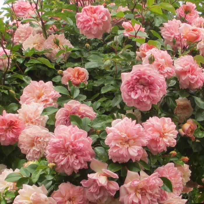 Roses_Garden_DebbieCooke.com