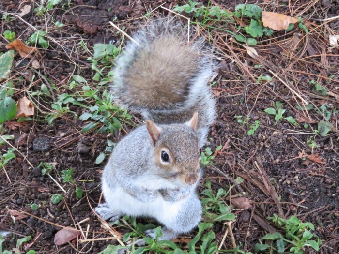 Squirrel_Daffodils_and_Diggers_www.creativegardendesign.co.uk