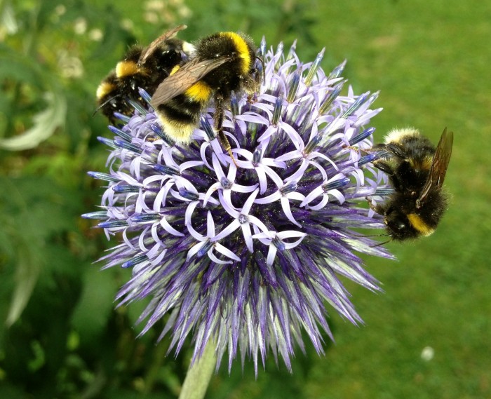 Echinops_Bees_Wildlife_DebbieCooke.com