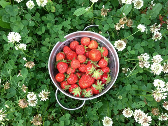 Strawberries_Grow_Your_Own_DebbieCooke.com
