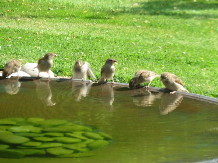 Themes in the Garden - Water Feature