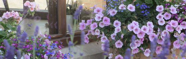 Delecate_Pots_Debbie_Cooke_Creative_Garden_Design_Want_to_know_how_to_Keep_em_Blooming