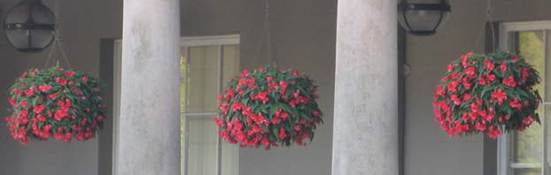 Hanging_Baskets_Debbie_Cooke_Creative_Garden_Design_Want_to_know_how_to_Keep_em_Blooming