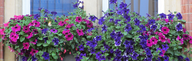 Window_Box_Debbie_Cooke_Creative_Garden_Design_Want_to_know_how_to_Keep_em_Blooming