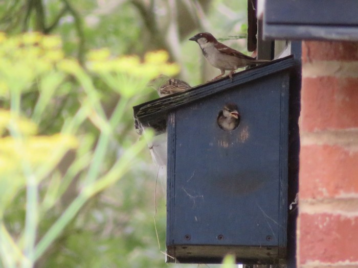 Young_Sparrow_At_Entrance_Both_Parents